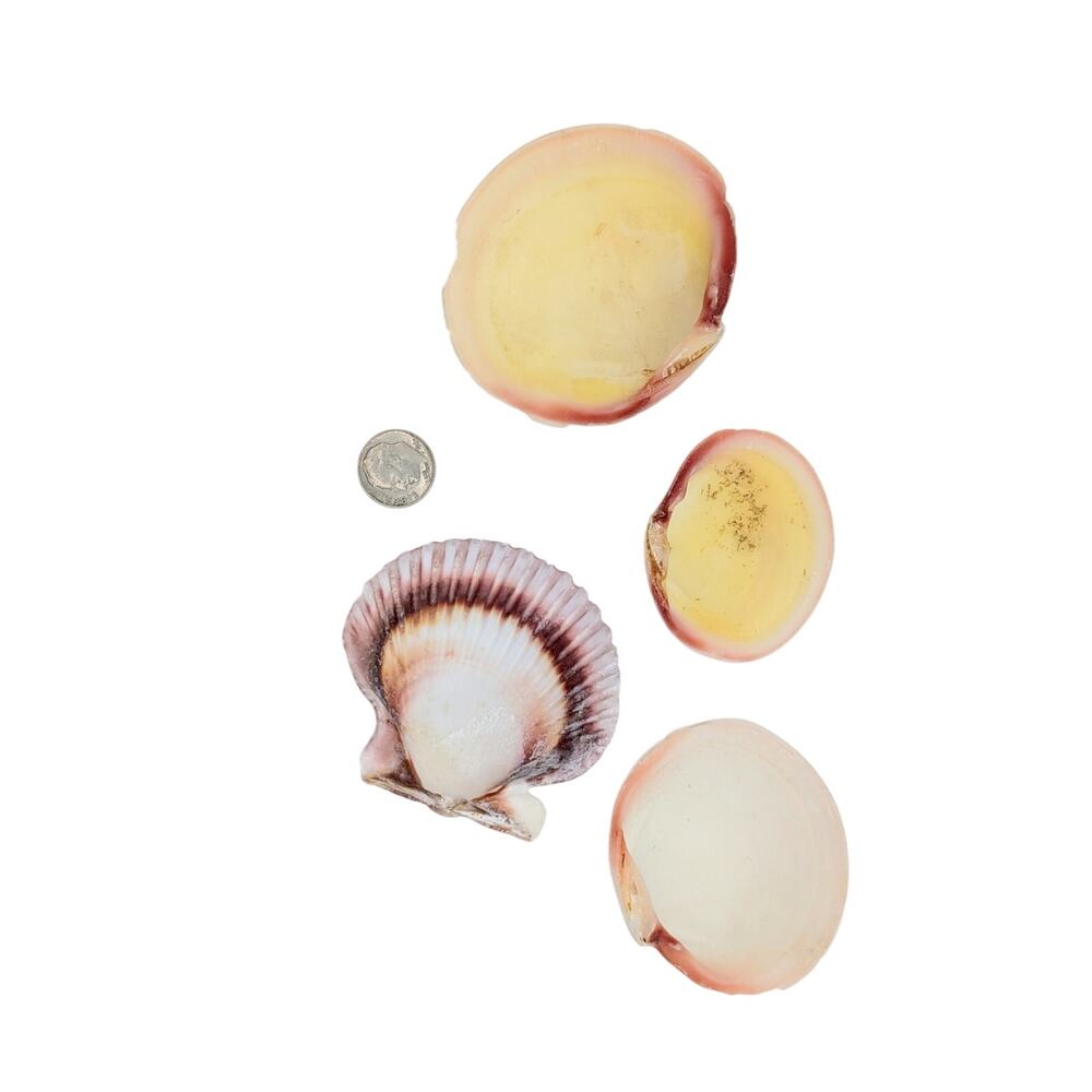 Four Sea Shells - Picture 2 of 7